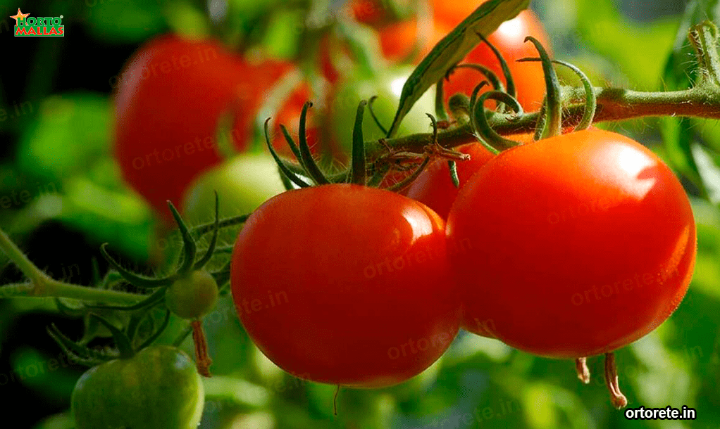 Lo scopo delle reti a traliccio nella coltivazione del pomodoro